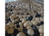 Champignons